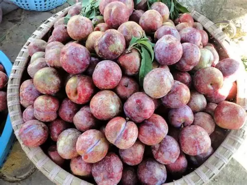 Kiến Thức Cơ Bản Về Kỹ Thuật Trồng Và Chăm Sóc Cây Mận